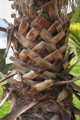 Hairy palm trunk. Details of a palm tree trunk.