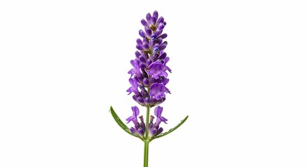 Obraz premium Lavender's Embrace: A single, captivating lavender flower head, its vibrant purple hue against a pristine, clean backdrop. Experience the soothing beauty of nature with this botanical image.