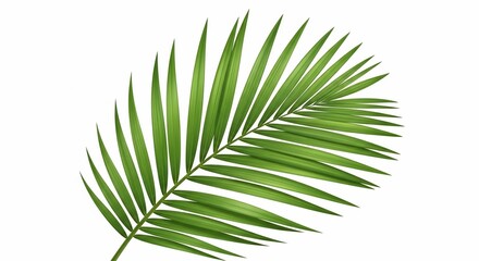 Obraz premium Tropical Leaf: An isolated, vibrant green palm leaf, showcasing the elegant geometry and delicate textures of nature.