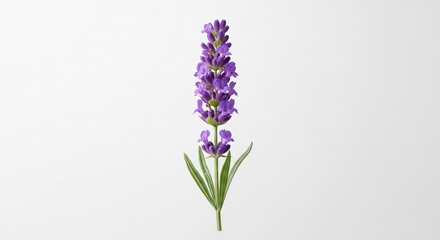 Obraz premium Lavender Blossom: A single, vibrant lavender flower stands in delicate beauty, showcasing a natural elegance and serenity.