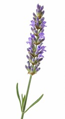 Fototapeta premium Lavender's Delicate Embrace: A close-up shot of a solitary lavender stem showcases its vibrant purple blossoms and slender green leaves, exuding an aura of tranquility and fragrance.