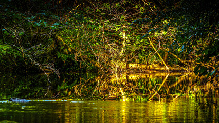 Eau qui court au milieu des rochers et des forêts de montagne dans le sud de la France sur la commune d’Esposolla
Water running among rocks and mountain forests in the south of France in the commune o