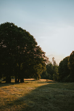 sunset in the park
