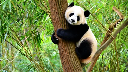 Gardinen Panda Giant Panda Climbing Tree In Bamboo Forest animal photo  © syful