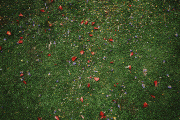 field of poppies