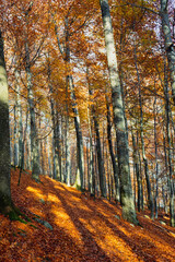 Obraz premium Madness in golden explosion of autumn beech forest in Norway, where sunlight breaks through golden leaves, a nordic woodland in the north of Scandinavia. Copy space.