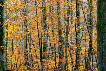 Fototapeta premium Rhytme in autumn tapestry appears in beech woodland of Norway, where golden foliage creates a nordic seasonal scene. Copy space.