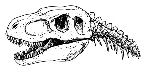 dinosaur skull and spine fossil sketch © Kaz