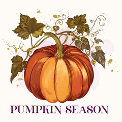 Autumn vector hand drawn pumpkin, fall season