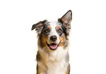 A joyful tricolor merle Border Collie Australian Shepherd mix dog with one ear perked, soft smile, and expressive eyes, full body against a vibrant yellow studio background with copy space, concept