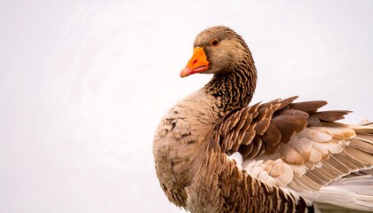 Goose profile with detailed feathers and orange beak on light-colored blurred background