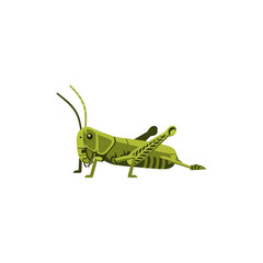 Fototapeta premium Grasshopper Illustration Nature's Insect