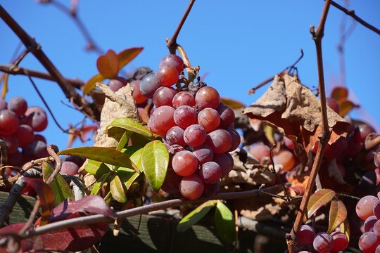 Ripe red grapes growing in a garden in the fall