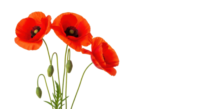 Three vibrant red poppy flowers, delicate crinkled petals, dark centers, green stems, and buds, isolated on transparent studio background, natural beauty concept.