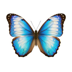 Magnificent iridescent blue Morpho butterfly with open wings, white and brown markings, prominent antennae, isolated on a transparent background with copy space, macro studio shot, concept of