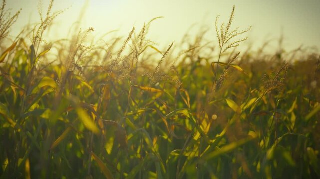 A vibrant cornfield stretches under the golden sunlight, with tall stalks gently swaying in the warm breeze. This serene scene captures the essence of summer's abundance in the countryside