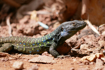 Colorful Lizard on the Ground