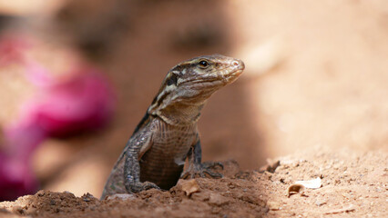 Colorful Lizard on the Ground