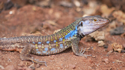Colorful Lizard on the Ground