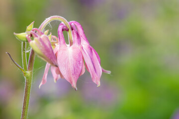 Close up of a pink aquilegia flower in bloom