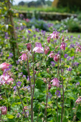 Close up of pink aquilegia flowers in bloom