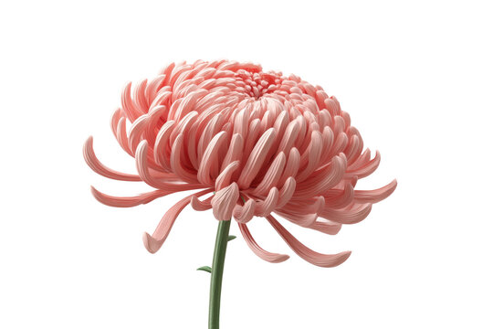 Pink chrysanthemum blooming against black background with detailed petals, cut out