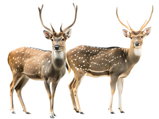 Obraz premium Two spotted deer with antlers facing forward isolated on a transparent background
