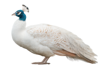 Majestic white peacock with vibrant blue neck posing gracefully, cut out