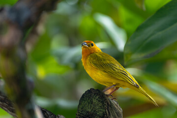 Saffron Finch (Sicalis flaveola) Bird on Big Island, HI