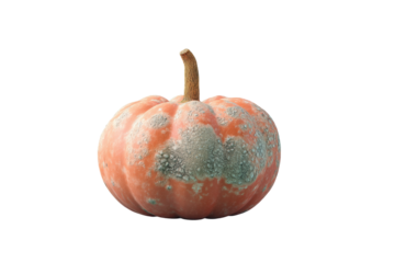 Close-up of mottled pumpkin with green patches on black background, cut out