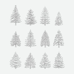Variety of evergreen trees with different shapes and textures in gray on white