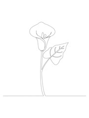 Single line drawing of a calla lily flower and leaf isolated on a white background
