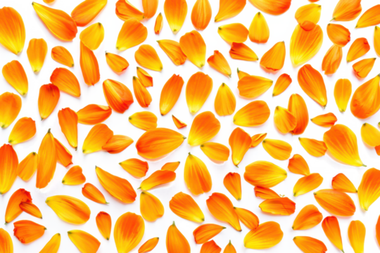 Scattered Marigold Petals