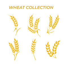 Obraz premium Collection of flat design wheat illustrations and elements