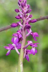 Fototapeta premium Orchid 1