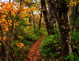 Autumnal forest path (1)