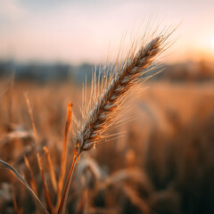 Close-up of a single ear of ripe wheat or barley, glistening with morning dew or moisture, standing in a golden grain field under the warm light of sunrise or sunset.
