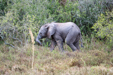 young elephant in the jungle