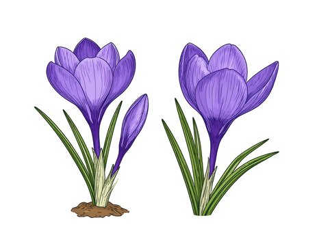 Delicate spring crocus illustrations, detailed botanical drawing