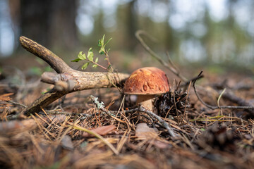 Mushroom Boletus edulis grows on ground among fallen dry needles, branch and cone, illuminated by soft sunlight. Closeup of edible fungi porcini in woodland, bottom view. Penny bun fungus. 