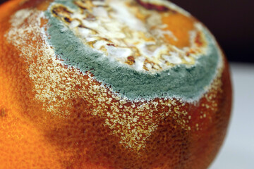 Overripe and rotten mandarin. Rotten tangerine covered with mold