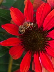 bee on a flower
