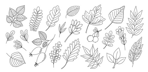 Plants set decorative branch with leaves for home decor, Thanksgiving, autumn, summer seasonal festive hand drawn outline holiday illustration for greeting card, invitation, banner design © Contes de fée 