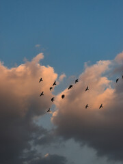 birds in the sky