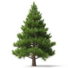 christmas tree isolated on white