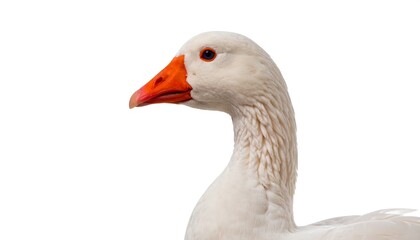 Close-up shot of a white goose head and neck against a clean, isolated background