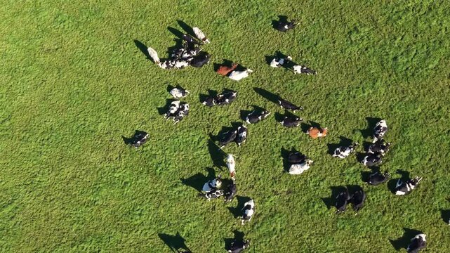 Herd of cows aerial video in north Devon UK