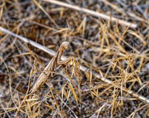 A Praying Mantis camouflaged in its natural habitat on the ground in the Palouse region of Washington, USA