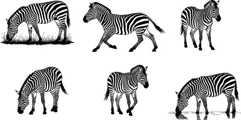 Zebra illustration, wildlife drawing, African animal art, black and white sketch, grazing zebra, drinking zebra, walking zebra, nature artwork, safari design