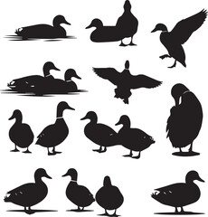 Duck Silhouette Collection, Black and White Vector Set of Thirteen Ducks in Swimming, Flying, Standing, and Preening Poses